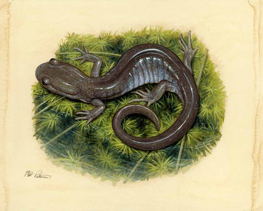 MP – The Snake and the Salamander – Jefferson Salamander © Matt Patterson