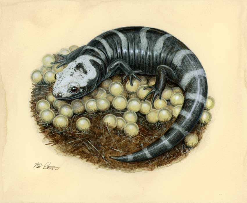 MP – The Snake and the Salamander – Marbled Salamander © Matt Patterson