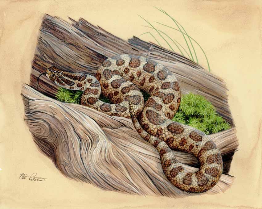 MP – The Snake and the Salamander – Massasauga © Matt Patterson