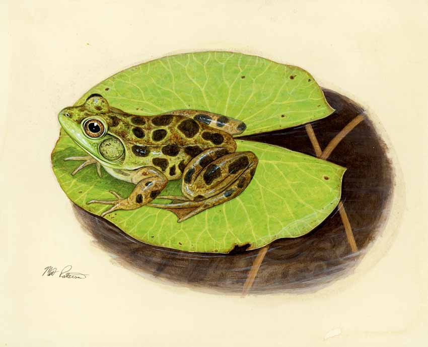 MP – The Snake and the Salamander – Mink Frog © Matt Patterson
