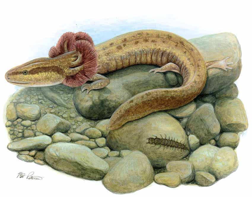 MP – The Snake and the Salamander – Mudpuppy © Matt Patterson