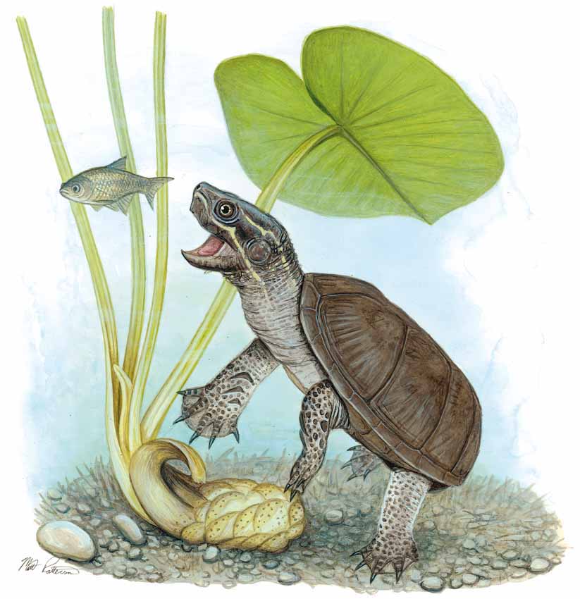 MP – The Snake and the Salamander – Musk Turtle © Matt Patterson