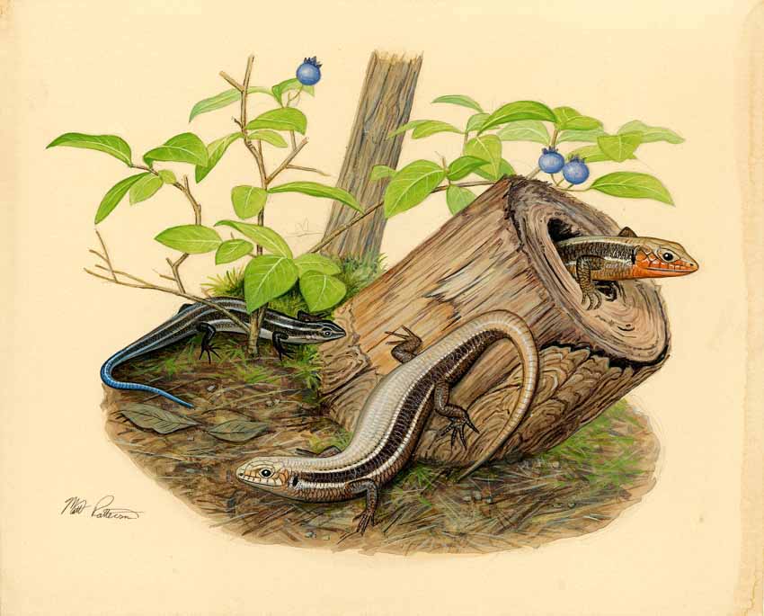 MP – The Snake and the Salamander – Northern Coal Skink © Matt Patterson