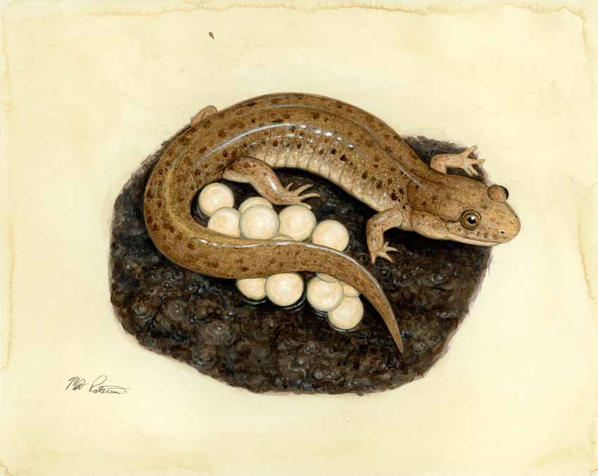 MP – The Snake and the Salamander – Northern Dusky Salamander © Matt Patterson