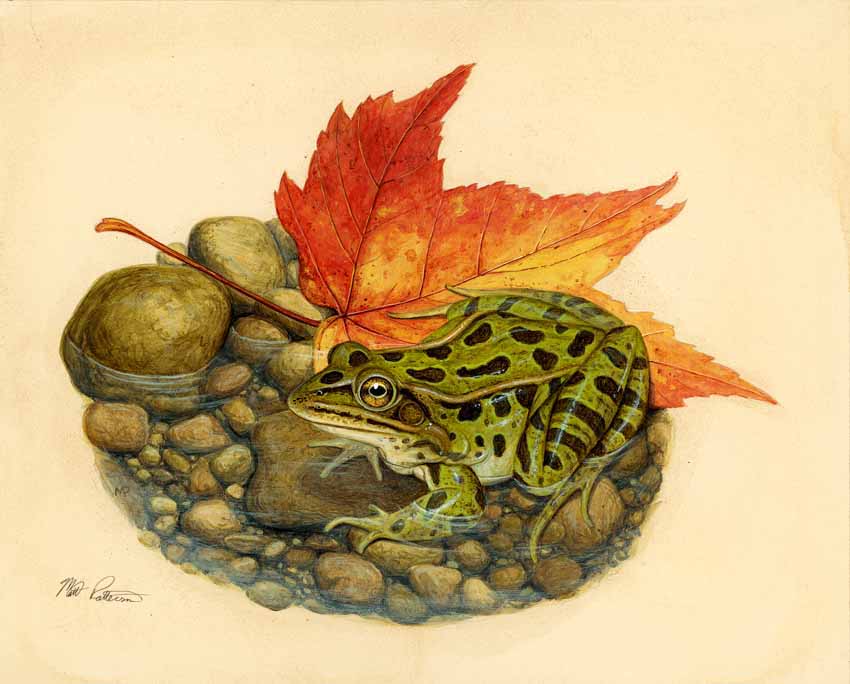 MP – The Snake and the Salamander – Northern Leopard Frog © Matt Patterson