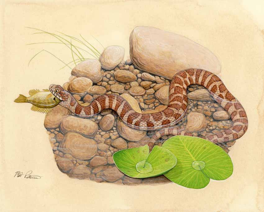 MP – The Snake and the Salamander – Northern Water Snake © Matt Patterson