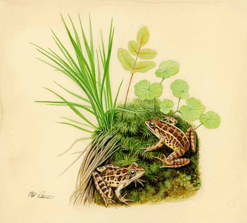 MP – The Snake and the Salamander – Pickerel Frog © Matt Patterson