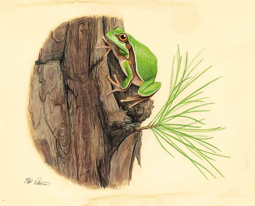 MP – The Snake and the Salamander – Pine Barrens Treefrog © Matt Patterson