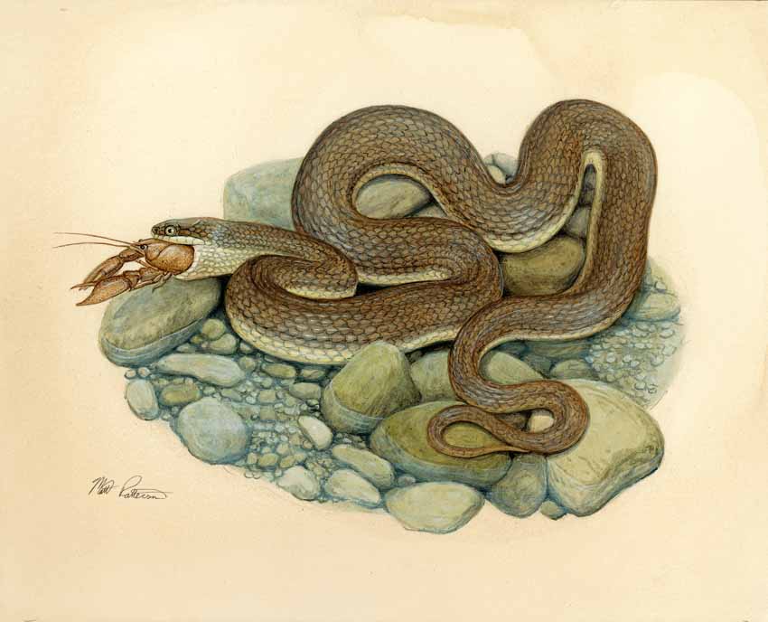 MP – The Snake and the Salamander – Queen Snake © Matt Patterson
