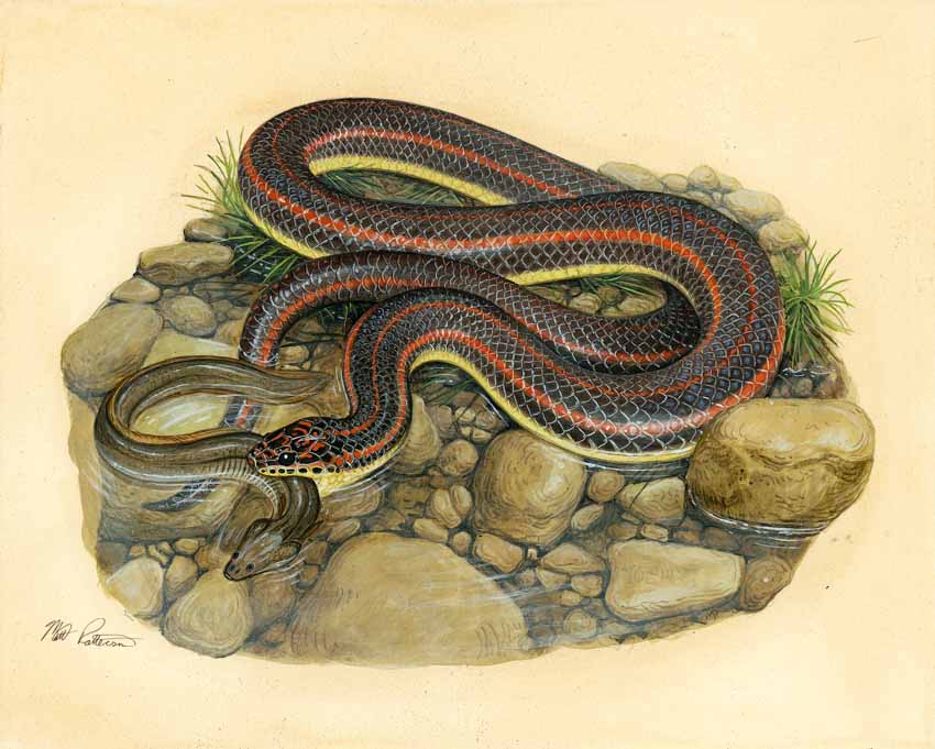 MP – The Snake and the Salamander – Rainbow Snake © Matt Patterson