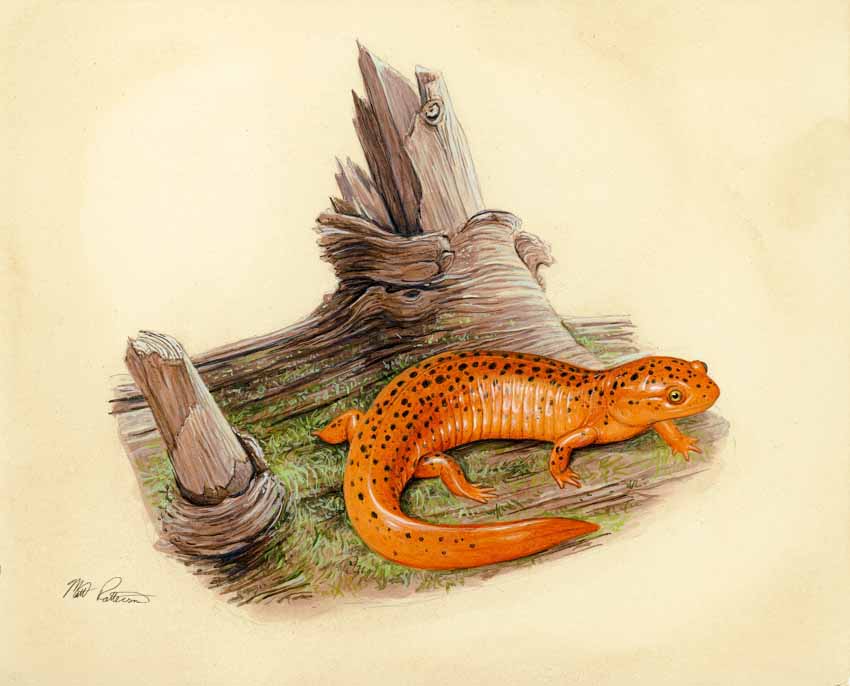 MP – The Snake and the Salamander – Red Salkamander © Matt Patterson