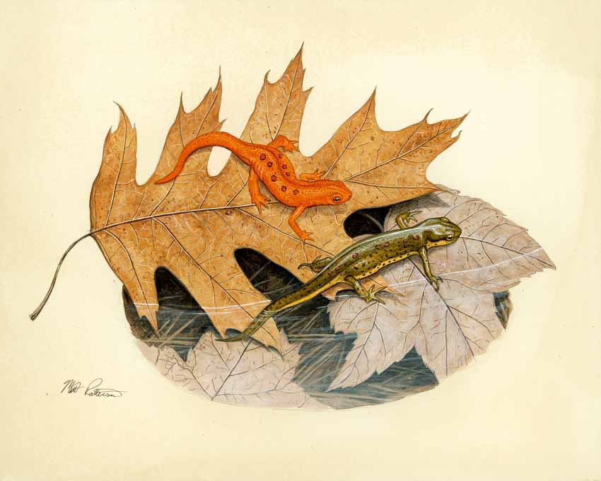 MP – The Snake and the Salamander – Red Spotted Newt © Matt Patterson