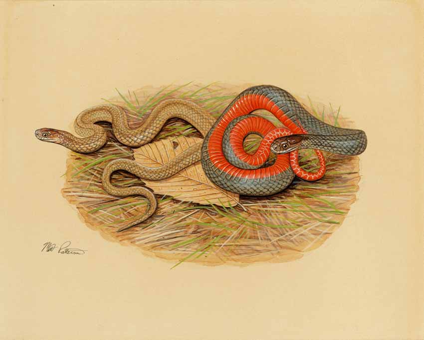 MP – The Snake and the Salamander – Red-bellied Snake © Matt Patterson