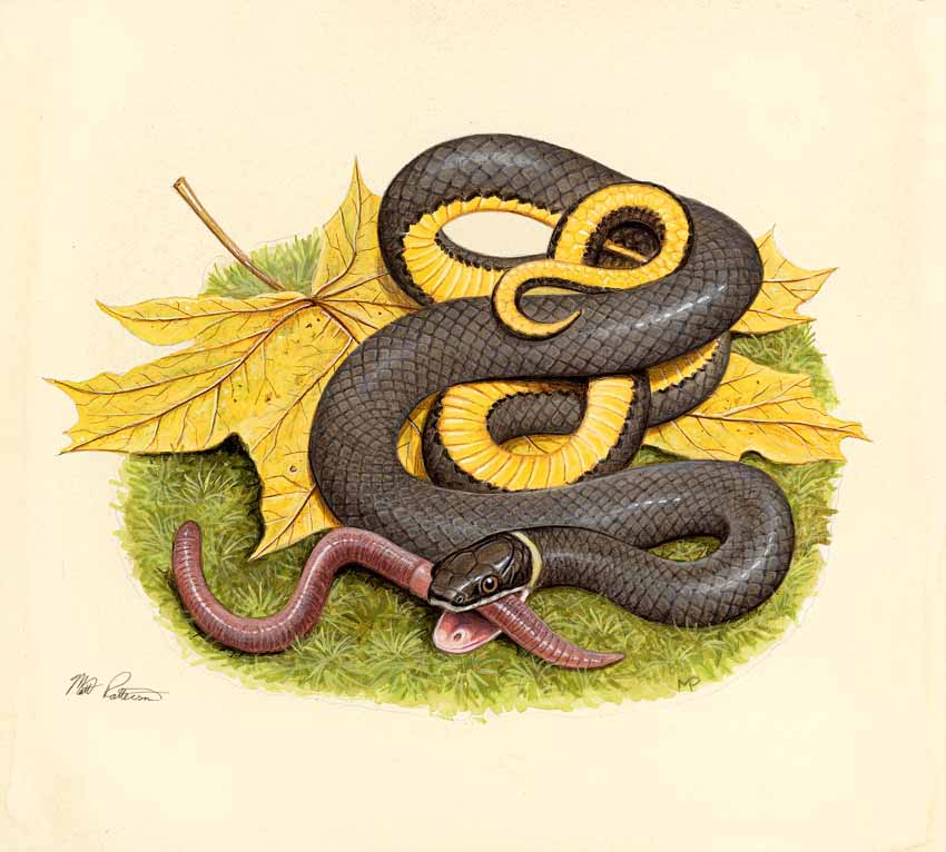 MP – The Snake and the Salamander – Ringnecked Snake © Matt Patterson