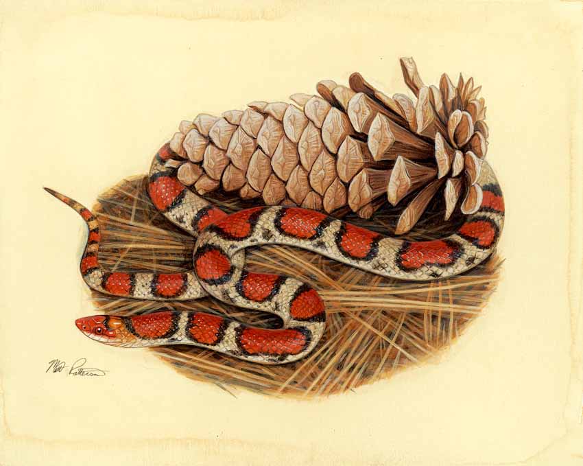 MP – The Snake and the Salamander – Scarlet Snake © Matt Patterson