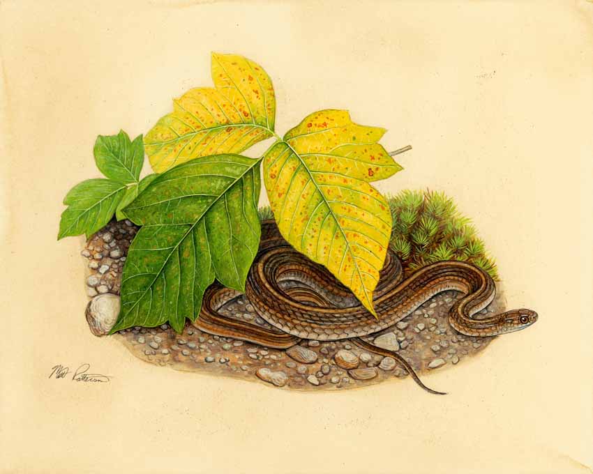 MP – The Snake and the Salamander – Short-headed Garter Snake © Matt Patterson