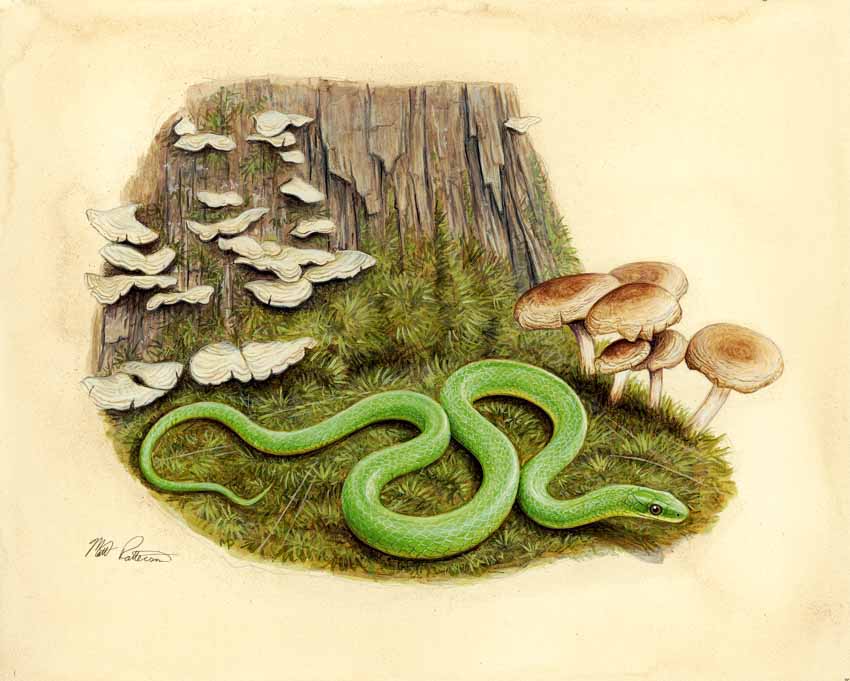 MP – The Snake and the Salamander – Smooth Green Snake © Matt Patterson
