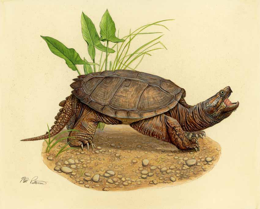MP – The Snake and the Salamander – Snapping Turtle © Matt Patterson