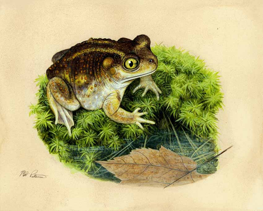 MP – The Snake and the Salamander – Spadefooted Toad © Matt Patterson