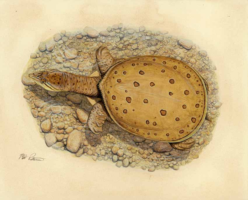 MP – The Snake and the Salamander – Spiny Softshell Turtle © Matt Patterson