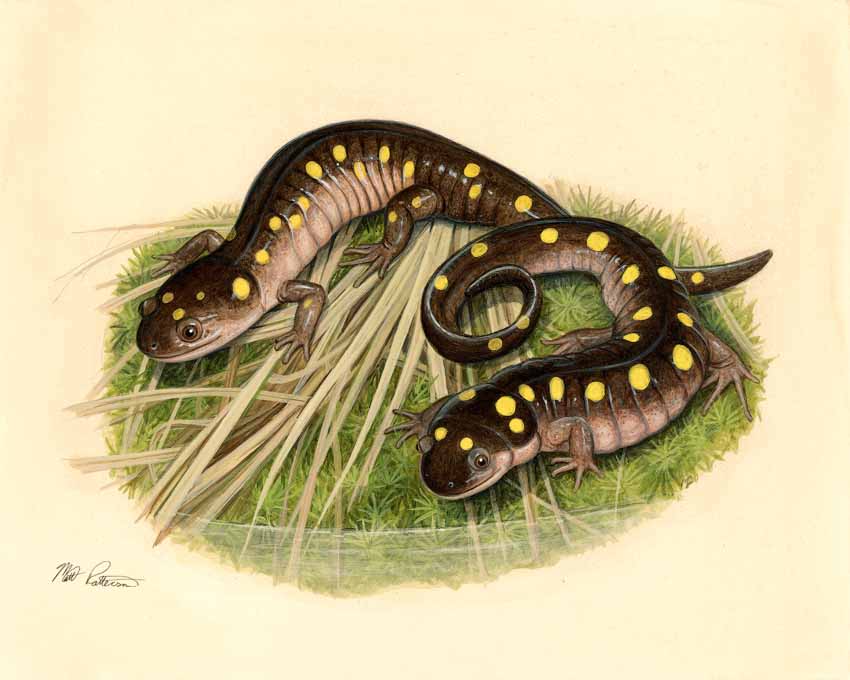 MP – The Snake and the Salamander – Spotted Salamander © Matt Patterson
