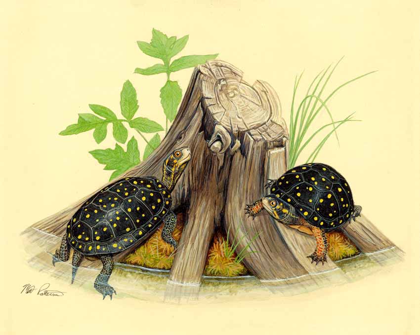 MP – The Snake and the Salamander – Spotted Turtle © Matt Patterson