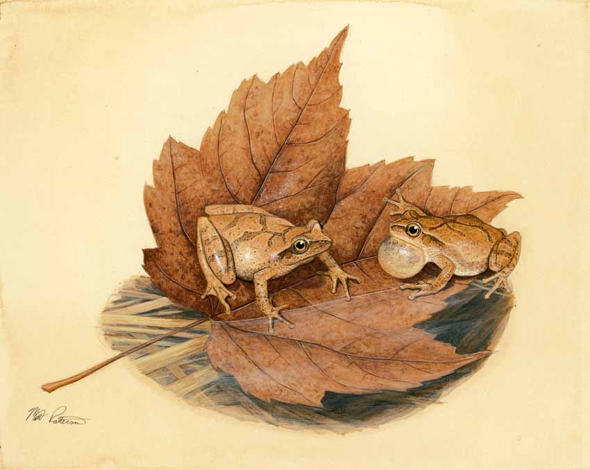 MP – The Snake and the Salamander – Spring Peeper © Matt Patterson