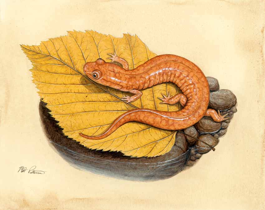 MP – The Snake and the Salamander – Spring Salamander © Matt Patterson