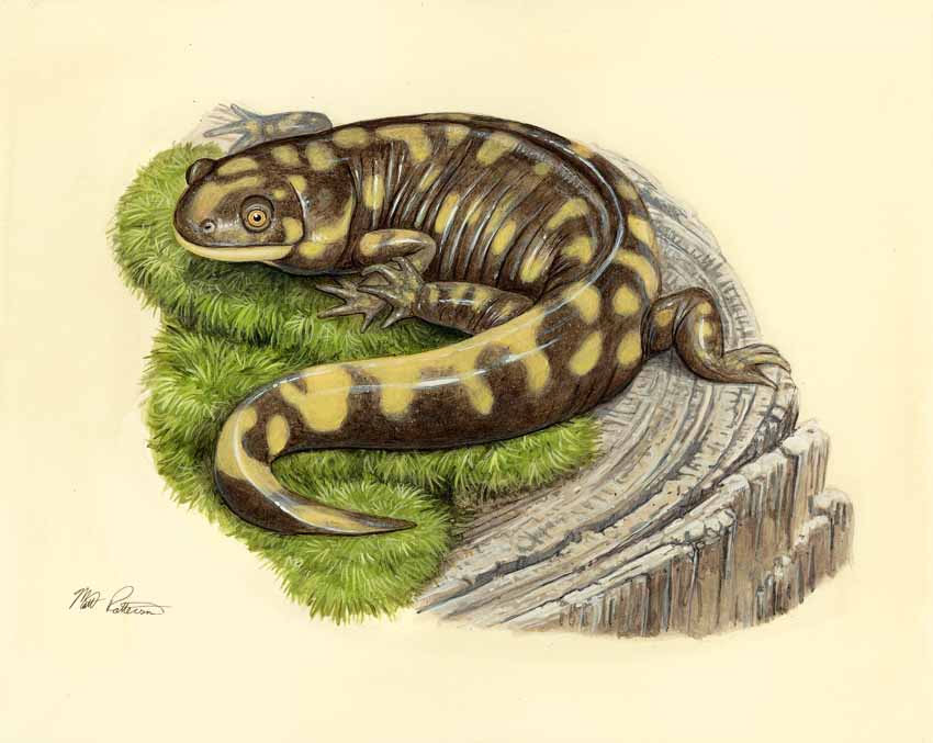 MP – The Snake and the Salamander – Tiger Salamander © Matt Patterson