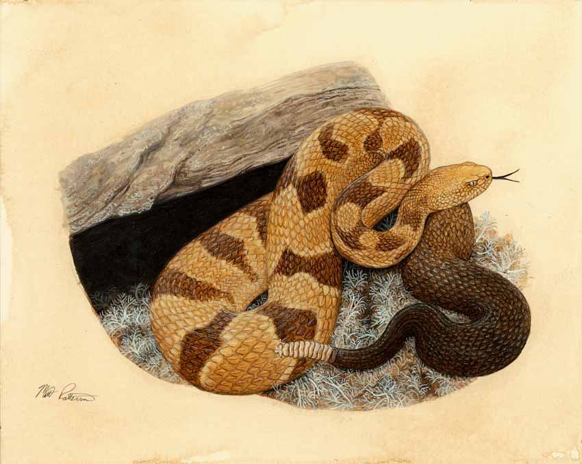 MP – The Snake and the Salamander – Timber Rattlesnake © Matt Patterson