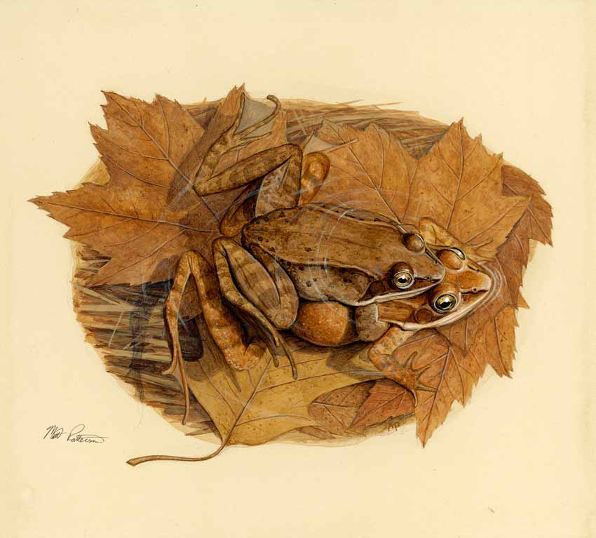 MP – The Snake and the Salamander – Wood Frog © Matt Patterson