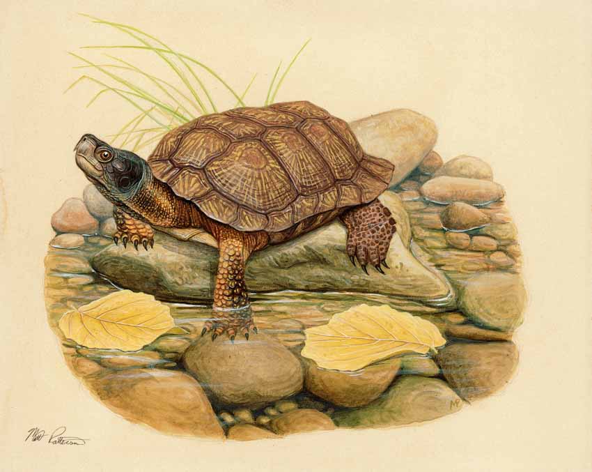 MP – The Snake and the Salamander – Wood Turtle © Matt Patterson