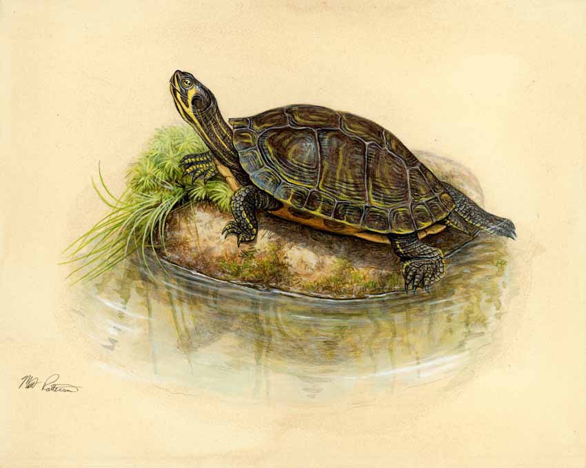 MP – The Snake and the Salamander – Yellow Bellied Slider © Matt Patterson