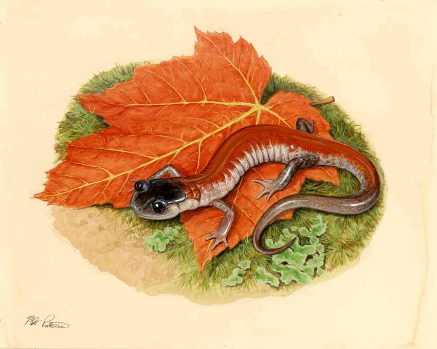 MP – The Snake and the Salamander – Yonahlossee Salamander © Matt Patterson